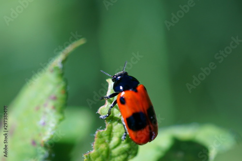 Photos of beautiful insects in nature. Macrophotography. Beautiful natural background.