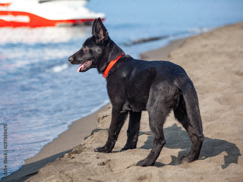 Portrait of Black German shepherd on black sand beach. Portrait of Black German shepherd on black sand beach.