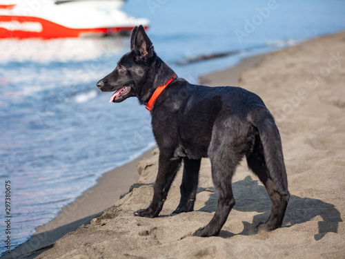 Portrait of Black German shepherd on black sand beach.