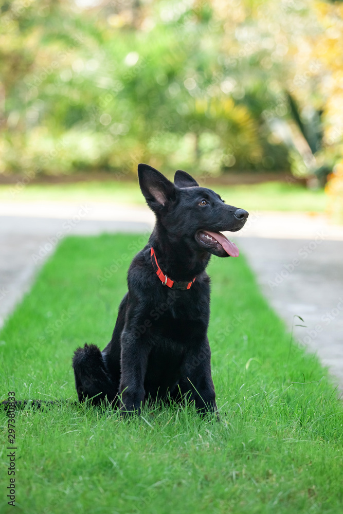 Portrait of Black German shepherd on green grass. Portrait of Black German shepherd on green grass.