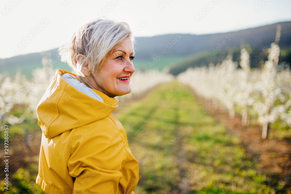 Rear view of senior woman walking in orchard in spring, looking back. Rear view of senior woman walking in orchard in spring, looking back.