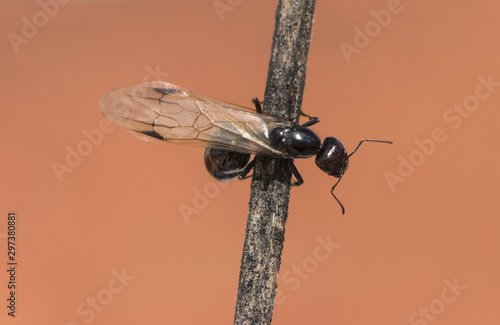 Winged ants usually emerge from the anthill after periods of rain followed by sunny days Camponotus species I think called alates swarmers or reproductives ants photo