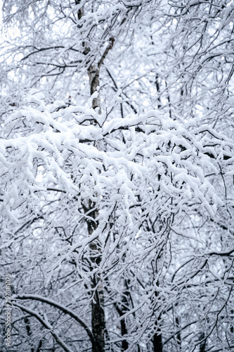 Tree branches in the snow. Photo of snow covered branches of plants and trees in winter © Elena Sistaliuk