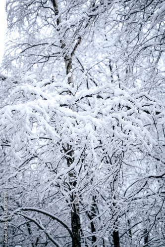Tree branches in the snow. Photo of snow covered branches of plants and trees in winter