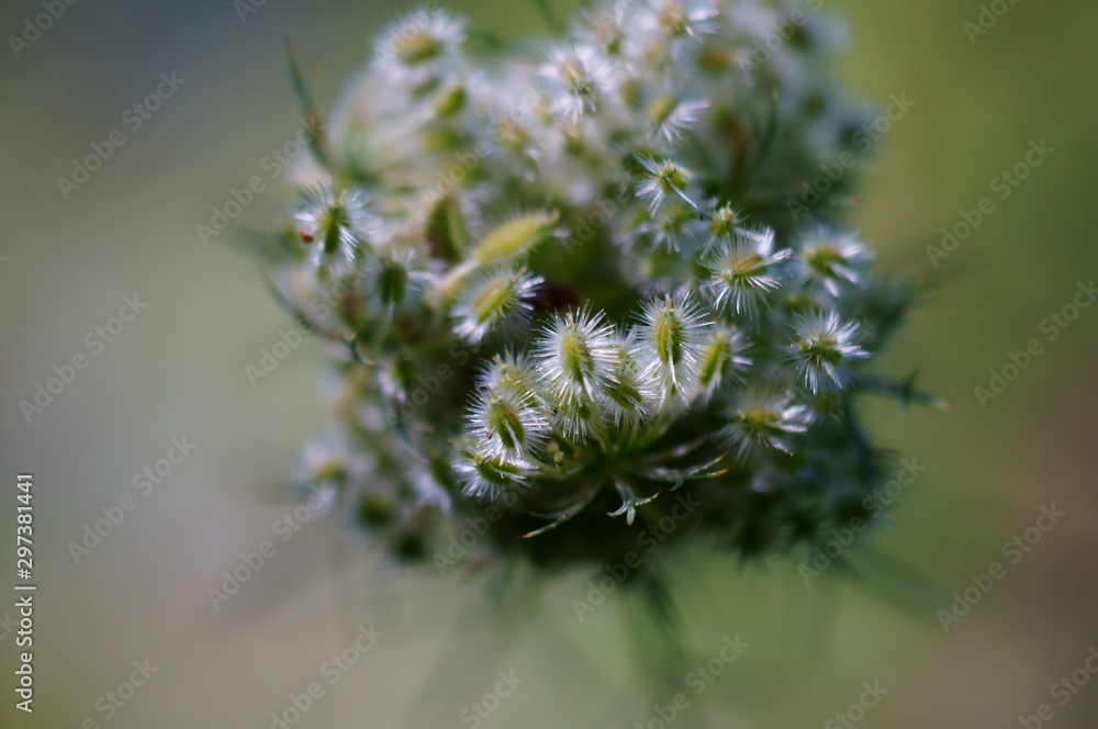 Obraz premium wild flower