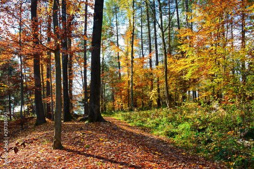 Autumn forest landscape in Low Beskids (Beskid Niski), Poland