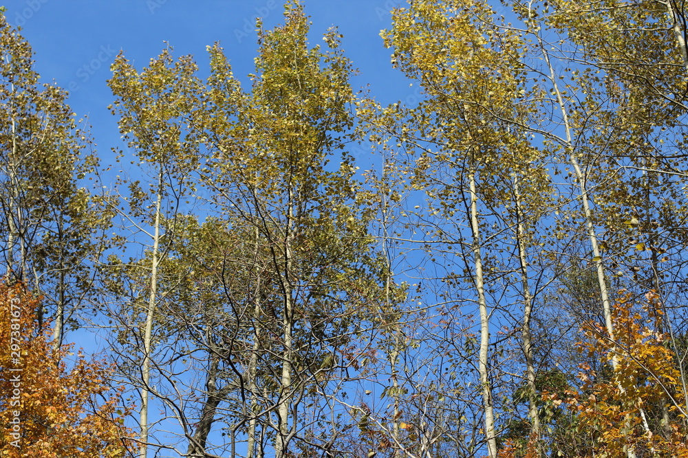 Obraz premium Aspens in Early Autumn