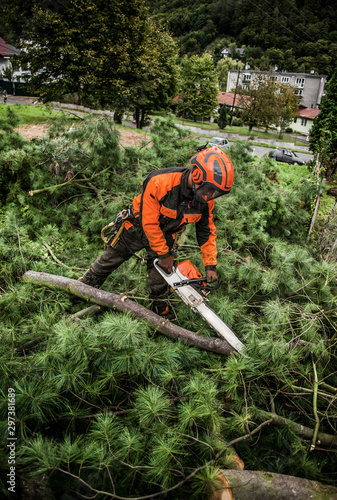 Lumberjack with chainsaw cutting a tree in town.