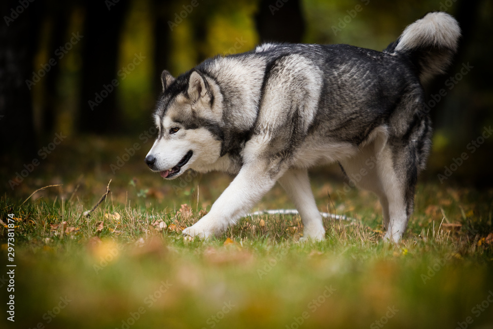 dog on an autumn walk, breed Alaskan Malamute