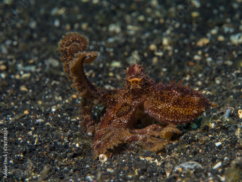 Mototi octopus during threat display