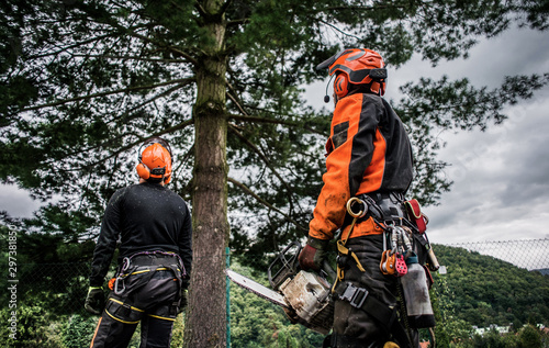 Cuadro en lienzo Rear view of arborist men with chainsaw cutting a tree, planning.