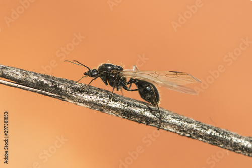 Winged ants usually emerge from the anthill after periods of rain followed by sunny days Camponotus species I think called alates swarmers or reproductives ants