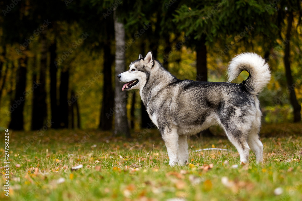 dog on an autumn walk, breed Alaskan Malamute dog on an autumn walk, breed Alaskan Malamute
