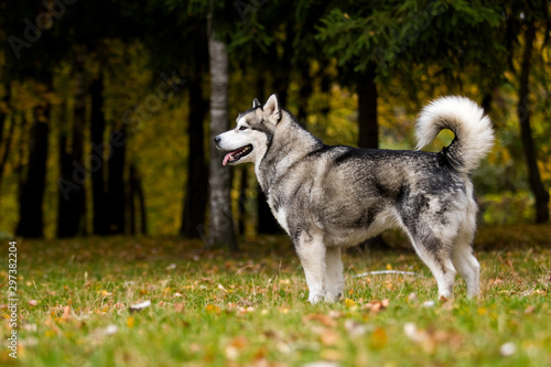 dog on an autumn walk  breed Alaskan Malamute