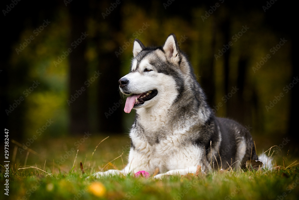 dog on an autumn walk, breed Alaskan Malamute dog on an autumn walk, breed Alaskan Malamute