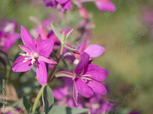close up blooming pink flowers of the willowherb  Chamaenerion angustifolium known as fireweed  great willowherb  rosebay willowherb on a bokeh blurred green background. Copy space