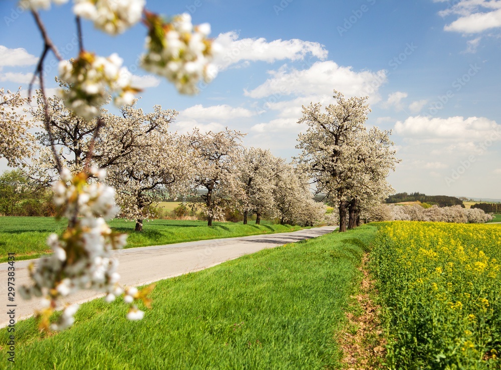 alley of flowering cherry trees white colored alley of flowering cherry trees white colored