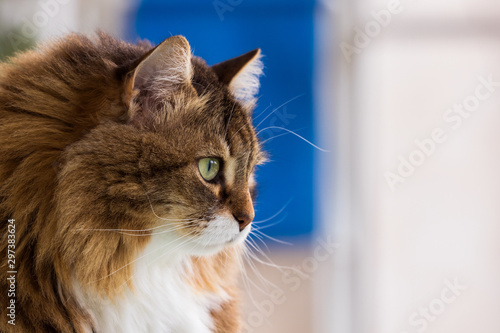 Tableau sur toile Beauty pet of siberian cat in relax indoor