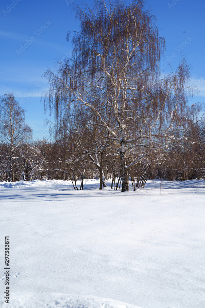 Fototapeta premium Beautiful winter landscape with snow covered trees