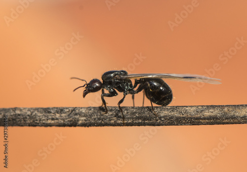 Winged ants usually emerge from the anthill after periods of rain followed by sunny days Camponotus species I think called alates swarmers or reproductives ants