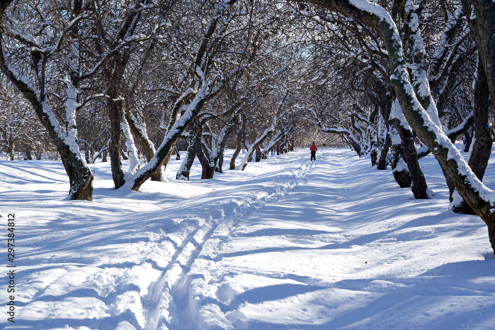 Beautiful winter landscape with snow covered trees