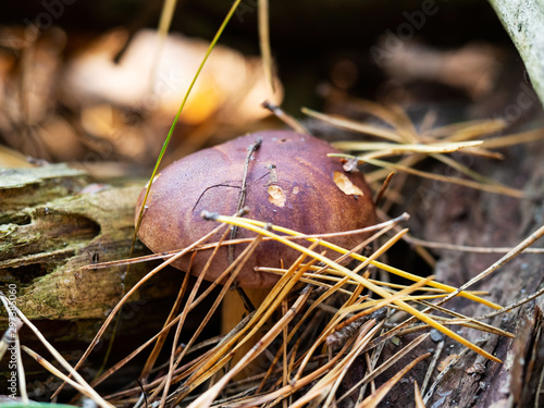 Edible polish mushroom (Polonica boletus) in pine needles in the forest, closeup photo