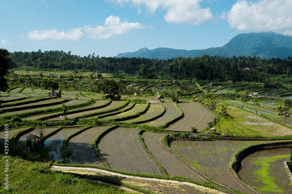 Wide landscape with rice fields and mountains