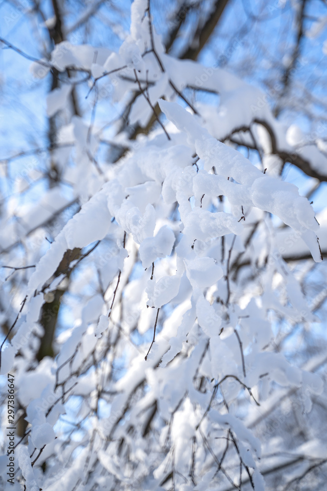 Tree branches in the snow. Photo of snow covered branches of plants and trees in winter