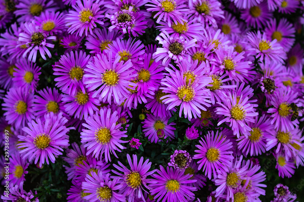 Beautiful bouquet of purple flowers. Beautiful bouquet of purple flowers.