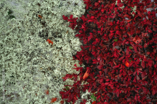 Tundra nature background. Red leaves of Arctous Alpina and Reindeer Moss in Kola Peninsula at autumn. Murmansk Region in Northern Russia photo