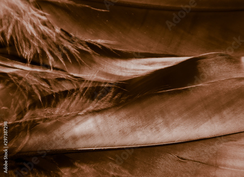 Beautiful abstract white and brown feathers on darkness background and colorful soft brown white gray feather texture pattern