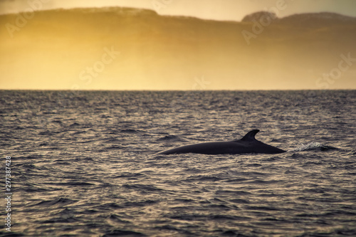 Minke Whale in Barents sea, Arctic Ocean in golden sunset. Kola Peninsula, Northern Russia