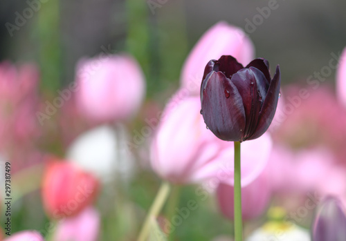 queen of night tulip