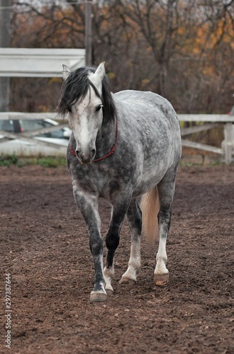 Картината върху платно Gray horse on the parade ground in the evening