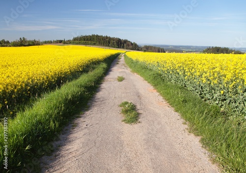Field of rapeseed, canola or colza,