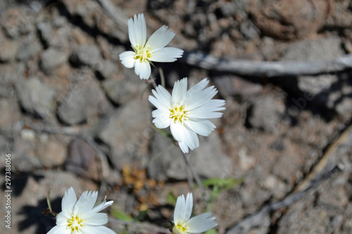 White desert star