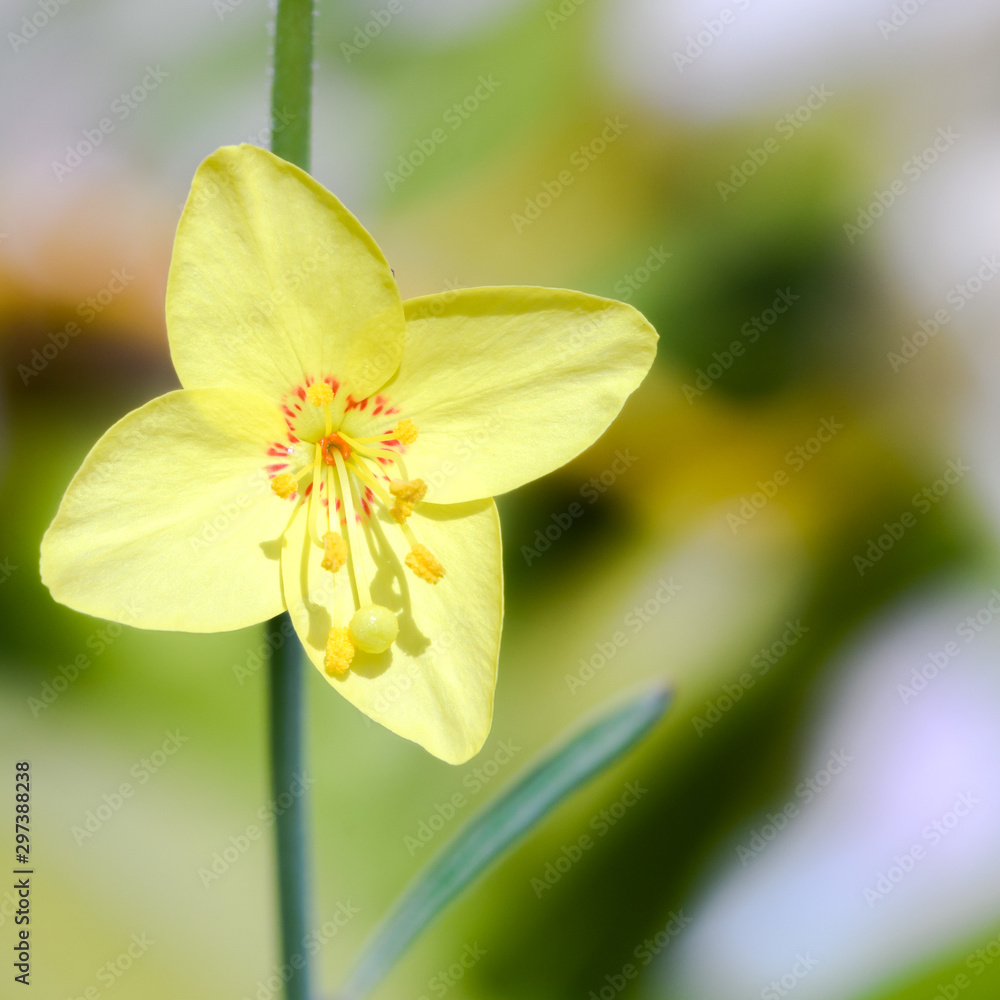 Obraz premium yellow flower