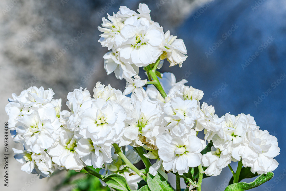 Obraz premium white flowers