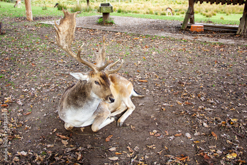 Fototapeta Naklejka Na Ścianę i Meble -  Frontansicht eines Damhirschen, Damwild, lateinisch Dama Dama