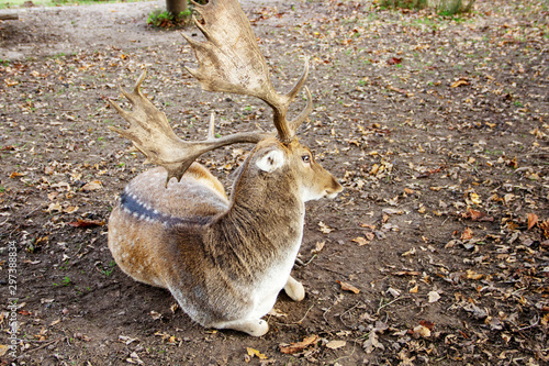 Fototapeta Naklejka Na Ścianę i Meble -  ein nach hinten schauender Damhirsch, Damwild, lateinisch Dama Dama
