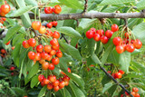 Branch of healthy sweet cherries fruits.