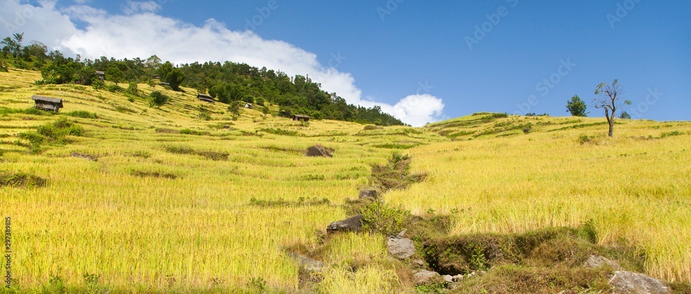 rice or paddy fields in Nepal Himalayas mountains