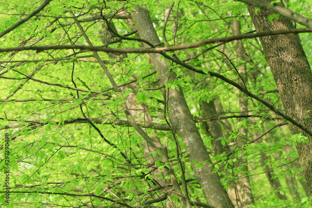trees in forest in spring time trees in forest in spring time