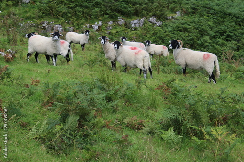 herd of sheep in a field yorkshire dales