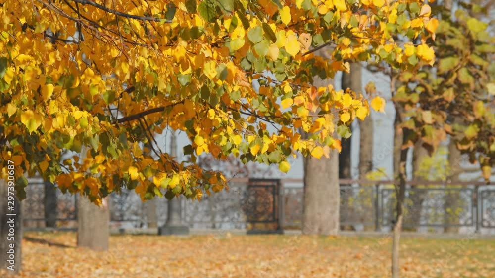 Close up yellow trees on sunny day outdoors. Autumn season, calm, peace, rest, old age concept. Beautiful autumn landscape in parl alley. Colorful foliage background