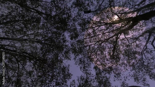 Moving under Full Moon. Halloween Spooky  Scene with  full moon photo