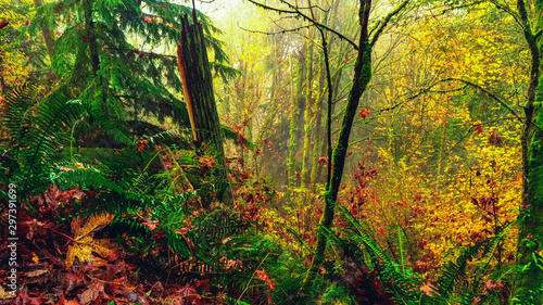 Golden glow of tangled Fall undergrowth and foliage in Burnaby Mountain Park