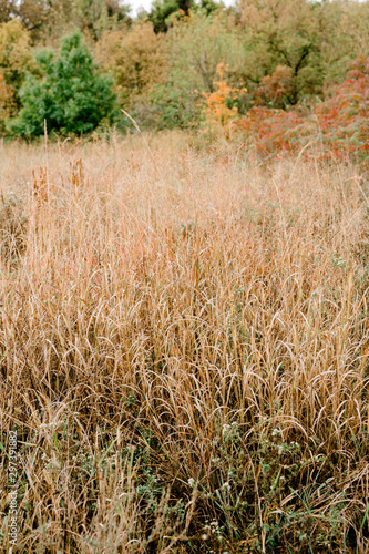 Field of Tall Brown Grass