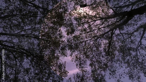 Moving under Full Moon. Halloween Spooky  Scene with  full moon  photo