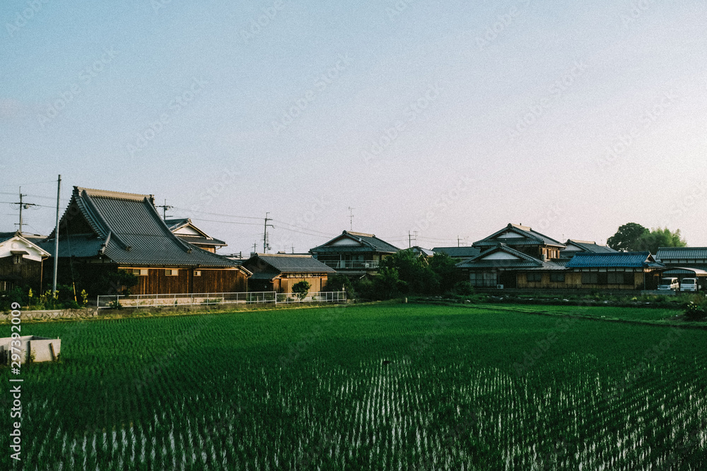 Scenic view of lush green paddy field surrounded by houses Scenic view of lush green paddy field surrounded by houses
